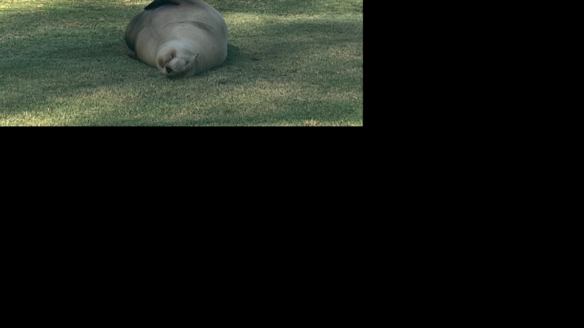 The pregnant sea lion was ‘comfy, cozy on the golf course,’ said one of her rescuers.
