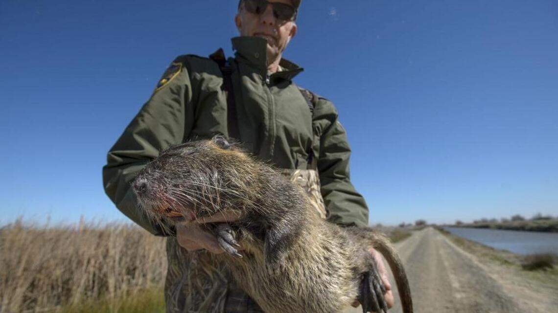 California is feeling optimistic it’s winning the war on giant, destructive swamp rodents