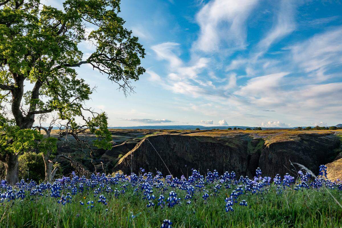 A carpet of wildflowers in spring is part of the scenery at Silver Ridge Stables in Oroville.