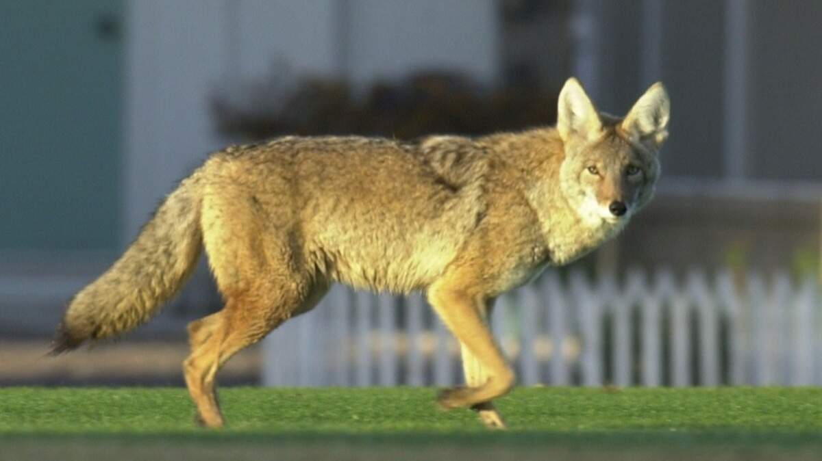 The search is on for a coyote (not the one pictured) that injured two toddlers in separate attacks, officials said.