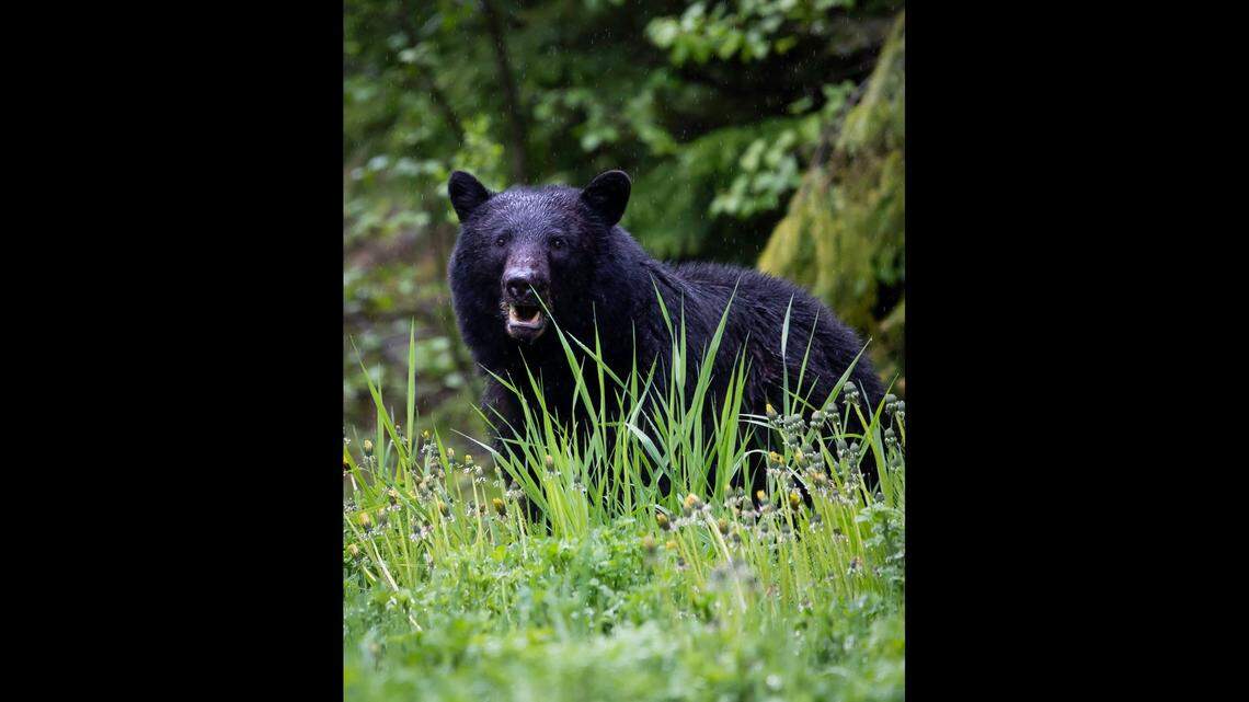 A 15-year-old boy on vacation with family was attacked by a black bear (not the one pictured) inside an Arizona cabin, wildlife officials say.