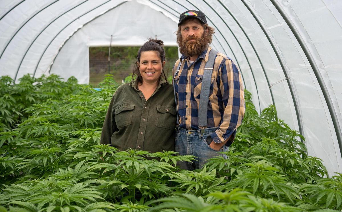 Blaire and Daniel AuClair of Radicle Herbs stand inside their cannabis greenhouse Friday, April 15, 2022, on their mixed-crop farm in Mendocino County near Covelo. Wholesale prices for marijuana in California have dropped to their lowest level since legalization in the state.