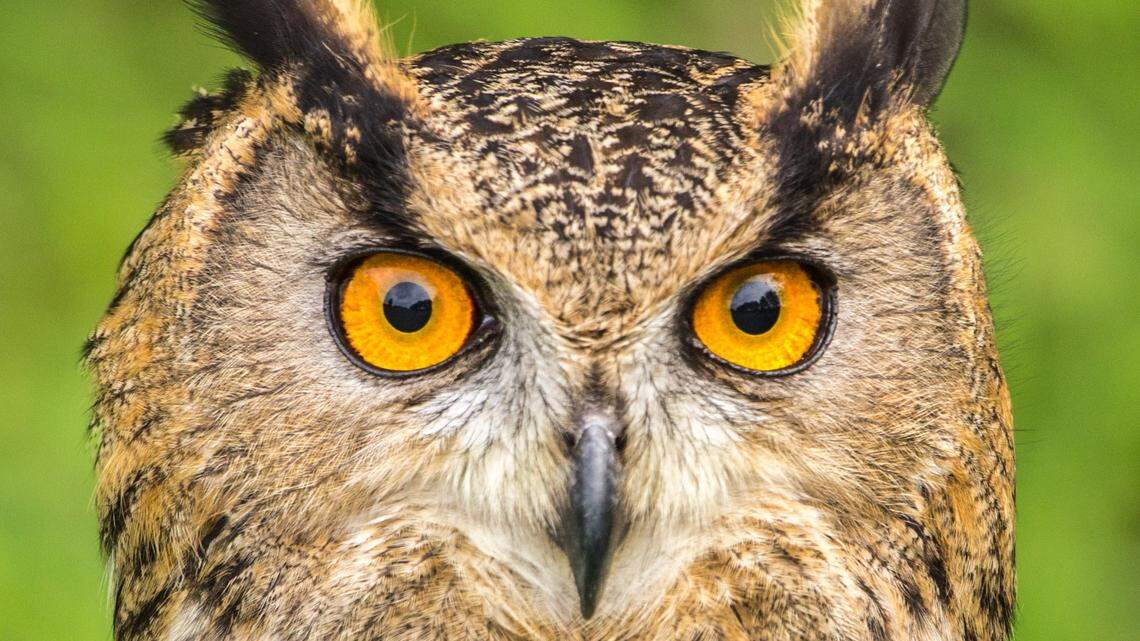 The National Park Service shared a photo of a perfectly camouflaged owl (not the one pictured here) in Colorado’s Great Sand Dunes National Park.