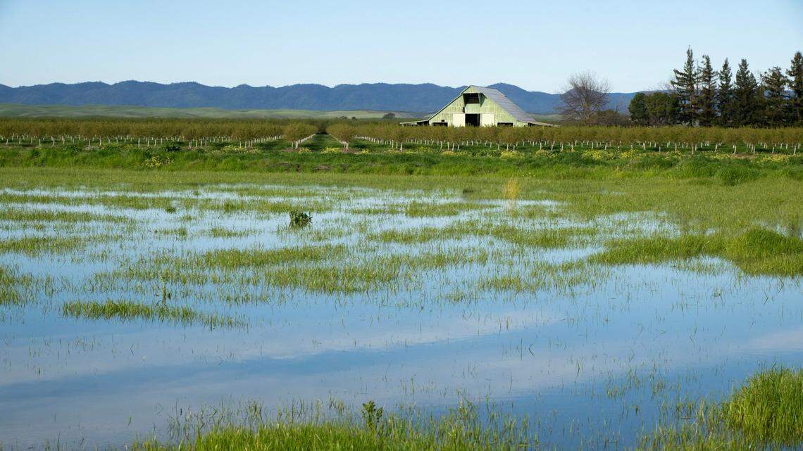Water pools on the surface of Brian and Elena Corral’s farm in Dunnigan as part of a groundwater recharging effort on March 24, 2023, during a visit by Gov. Gavin Newsom. New county climate action grants — like those awarded to YoloSol and the Yolo County Resource Conservation District — aim to support similar sustainability efforts across the region.
