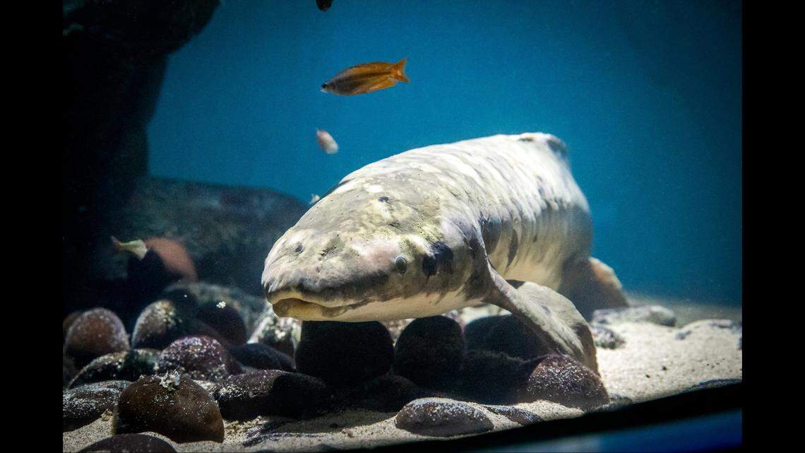 Methuselah came to the Steinhart Aquarium in November 1938.