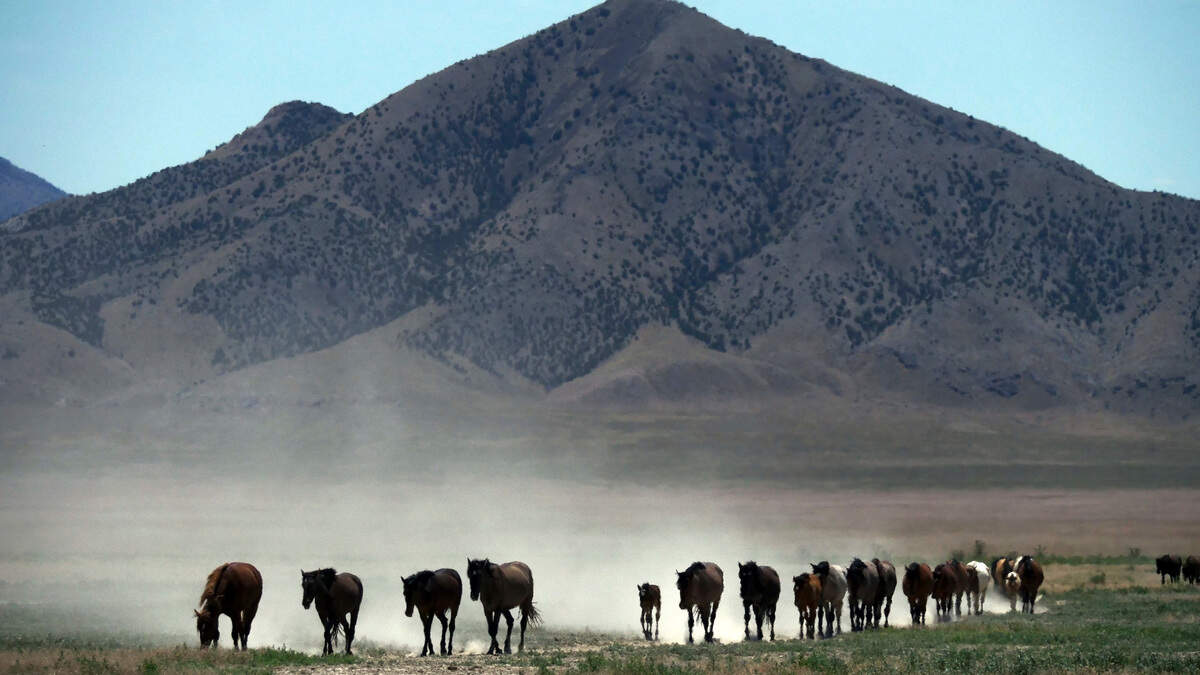 Wild horses walk to a watering hole outside Salt Lake City in June. In northern Arizona, two wild horses were found shot dead Saturday in the  Apache-Sitgreaves National Forest.