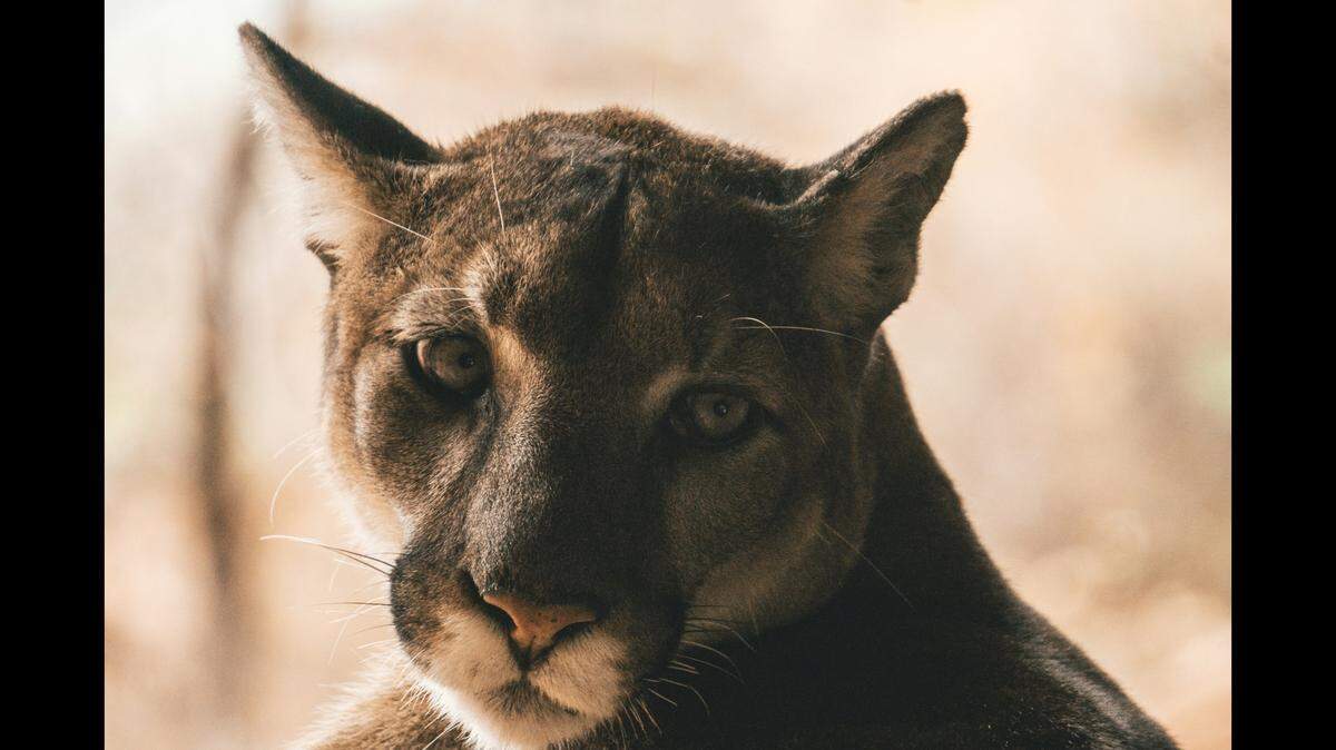 A mountain lion (not the one pictured) was shot and killed after attacking a dog, then following the dog and its owner, Arizona officials say.