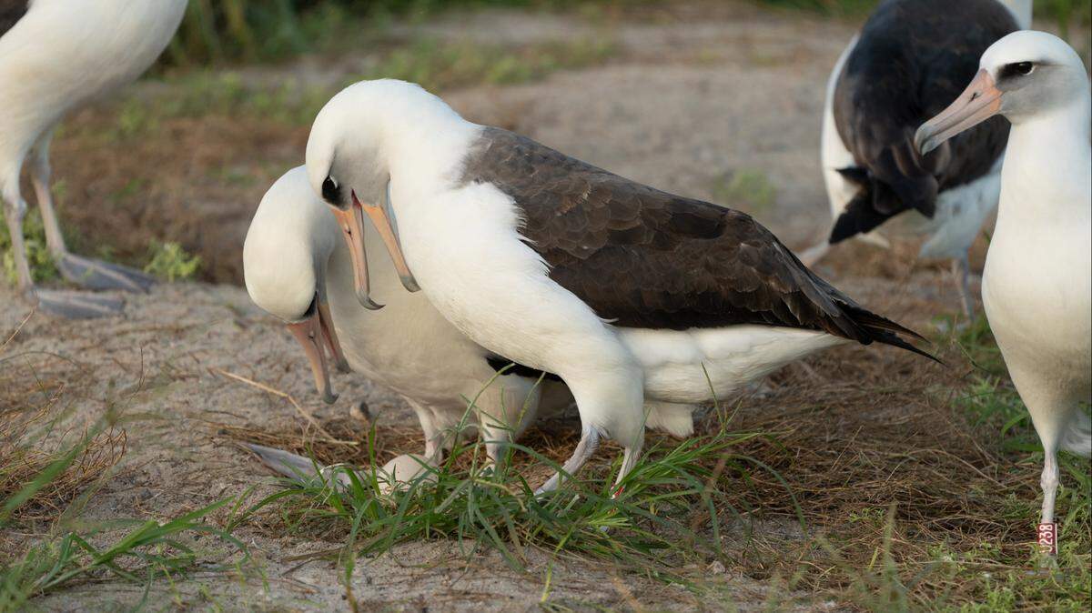 Wisdom, the world’s oldest known wild bird, has laid an egg at about 74 years old, wildlife officials said.
