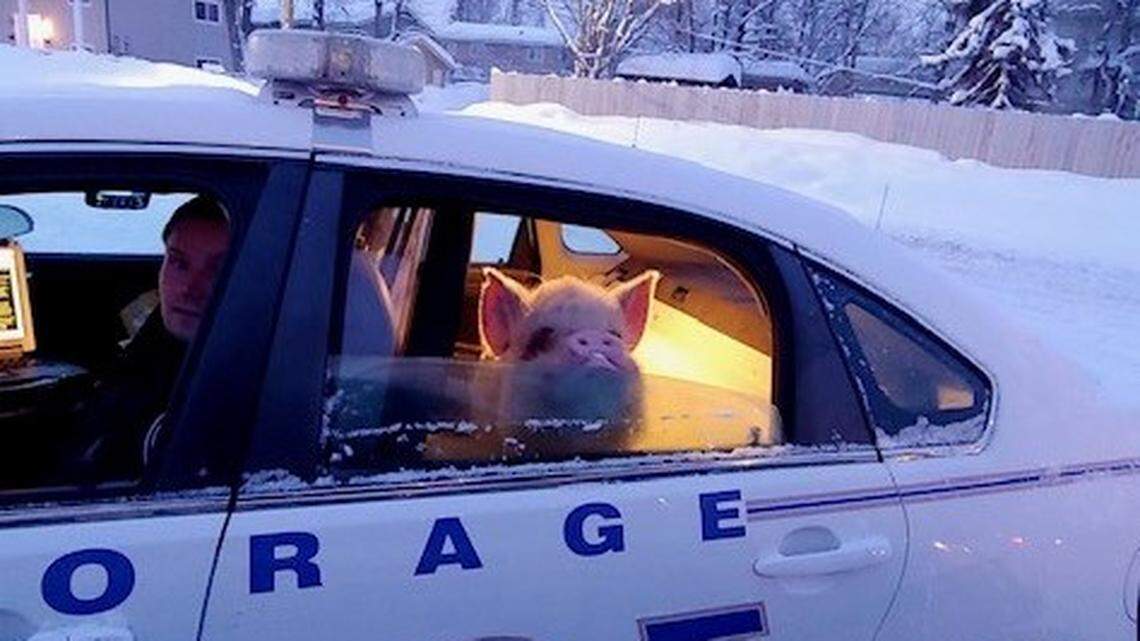 A lost hog named Elvis Pigsley got a ride home with police after passersby said he “looked cold” standing beside a road, Alaska cops say.
