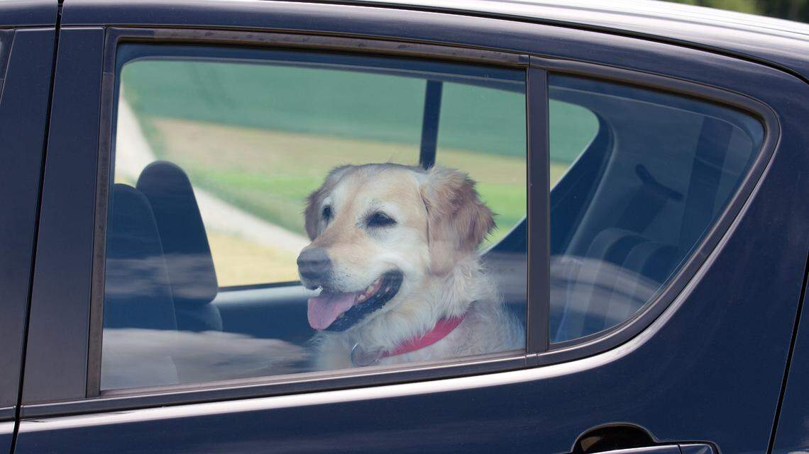 Leaving a dog in a hot car is illegal in California. Can you break into help?