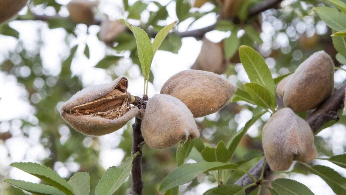 Is Sacramento really ‘Almond Capital of the World’? ‘Jeopardy!’ clue raises question
