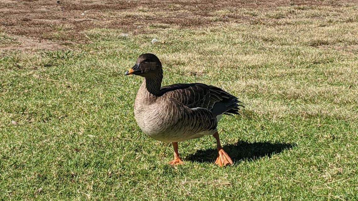 A tundra bean goose, normally found in the Arctic, was found in a Los Angeles park, a California wildlife rescue says.