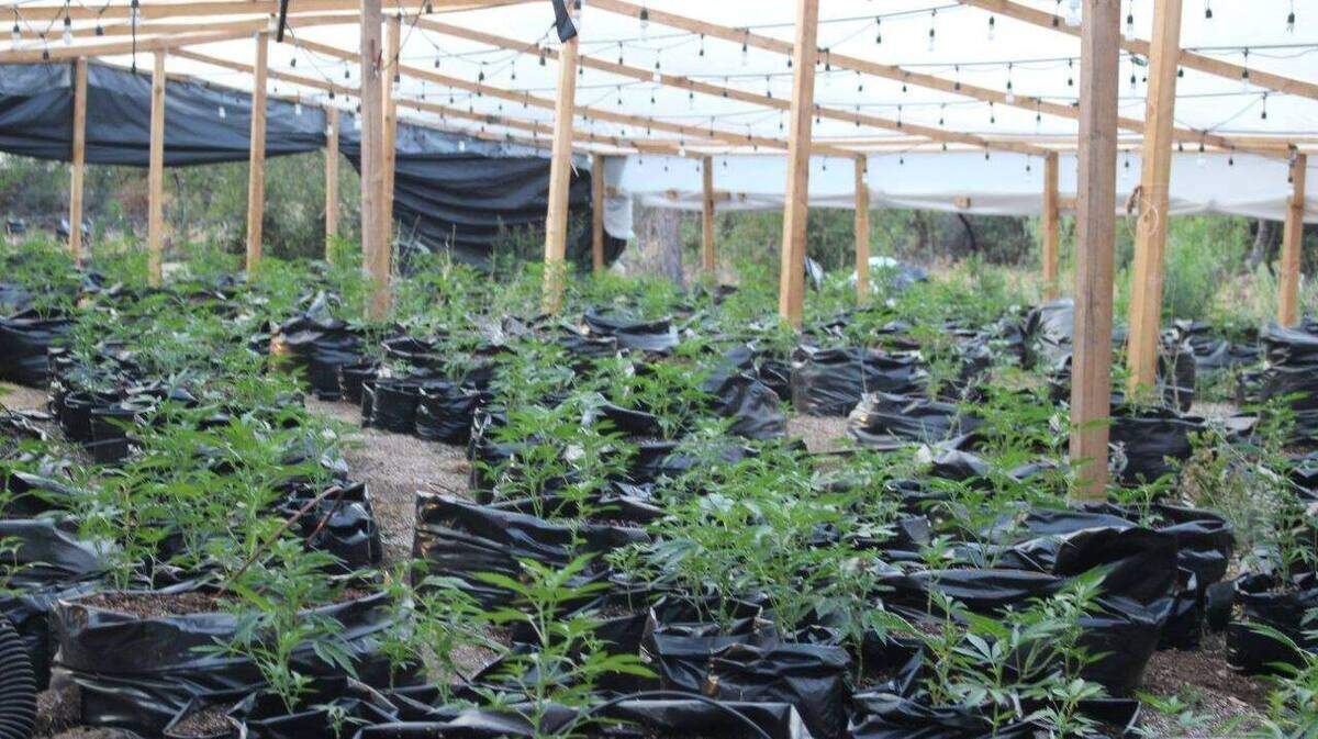 Around 1,400 marijuana plants and 16 pounds of cultivated marijuana were found at a “large-scale” marijuana farm in Oroville, according to Butte County Sheriffs.