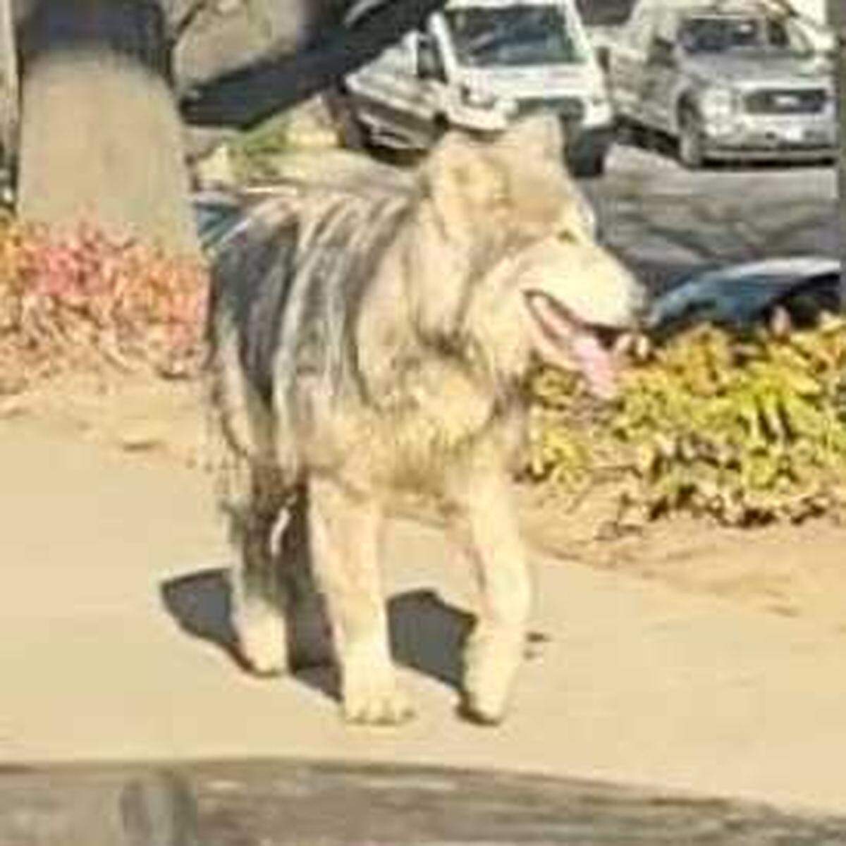 A suspected wolf-dog hybrid is seen roaming a South Natomas office park across Garden Highway from Discovery Park on Tuesday, Jan. 14, 2025. Animal control officials say two remain on the loose after three were captured following biting incidents.