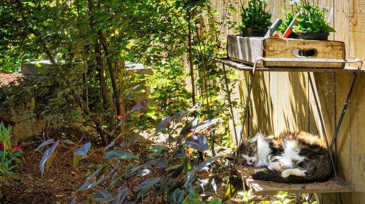 A featured garden from the 2018 Folsom Garden Club Tour.