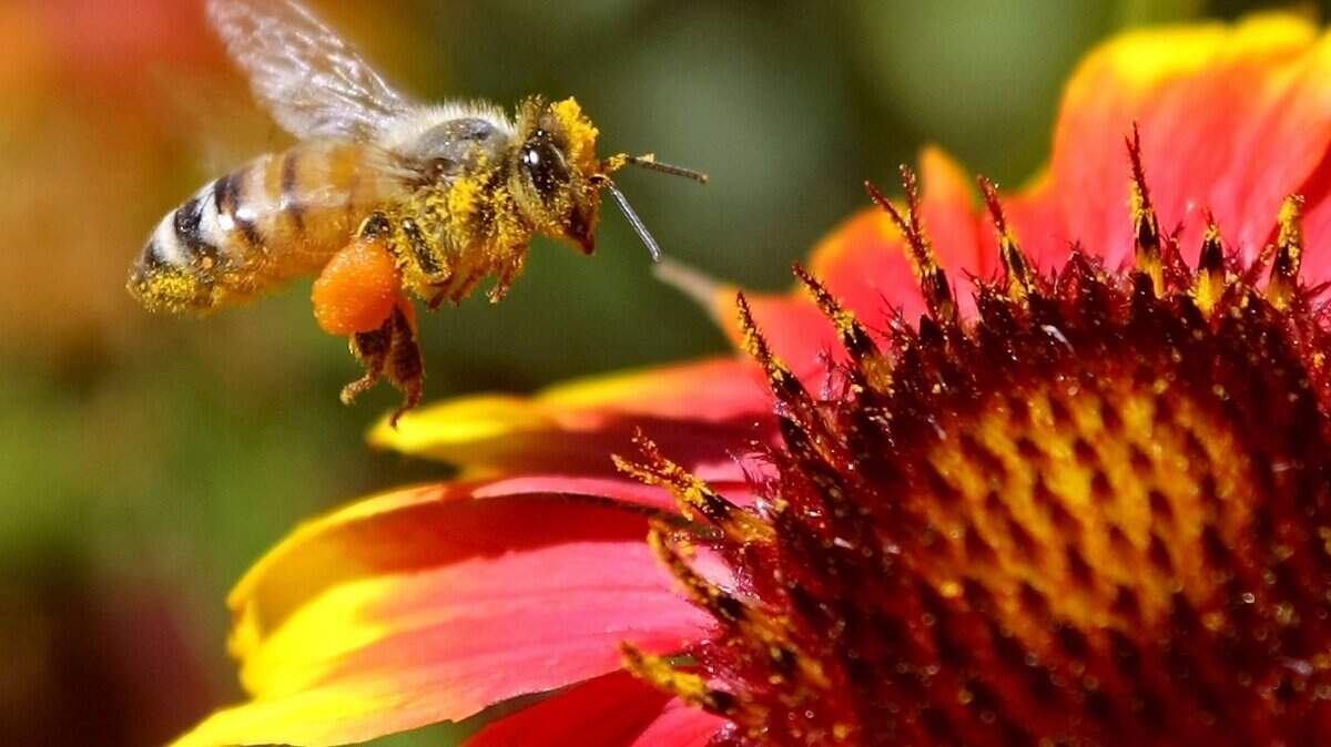 One of the speakers at this week’s Garden Faire will cover pollinators.