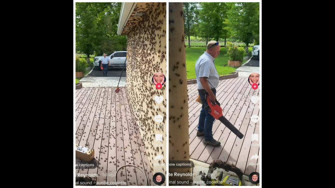 An invasion of Mormon crickets covers a woman’s home in Nevada, video shows.