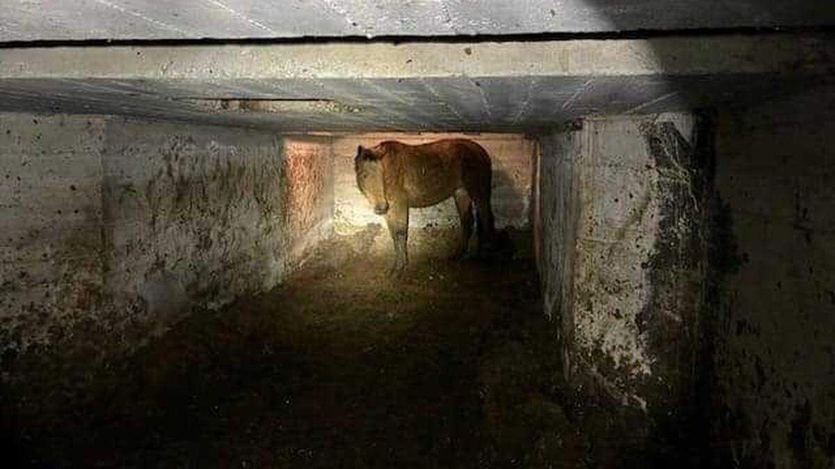 The El Dorado County search and rescue team helped to rescue Matsie the mare who fell down an abandoned grain silo in Yolo County.