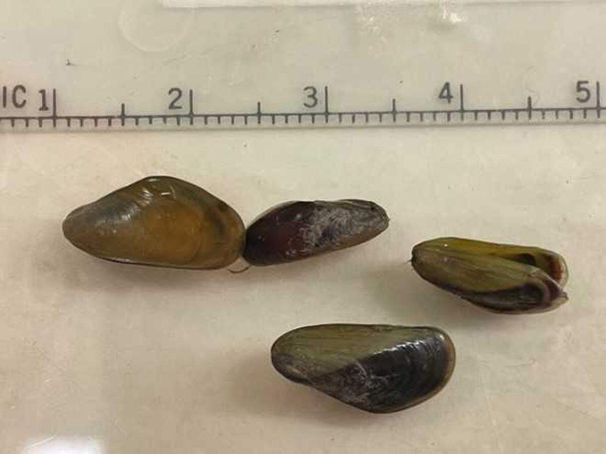Golden mussels, an invasive species known for curtailing water quality and overtaking native species, was found in the Port of Stockton for the first time on this continent, according to the California Department of Fish and Wildlife.