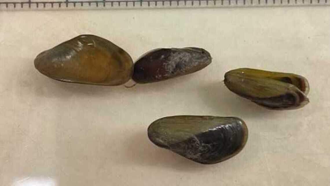 Invasive species posing ‘immediate threat’ found in California, a first in North America