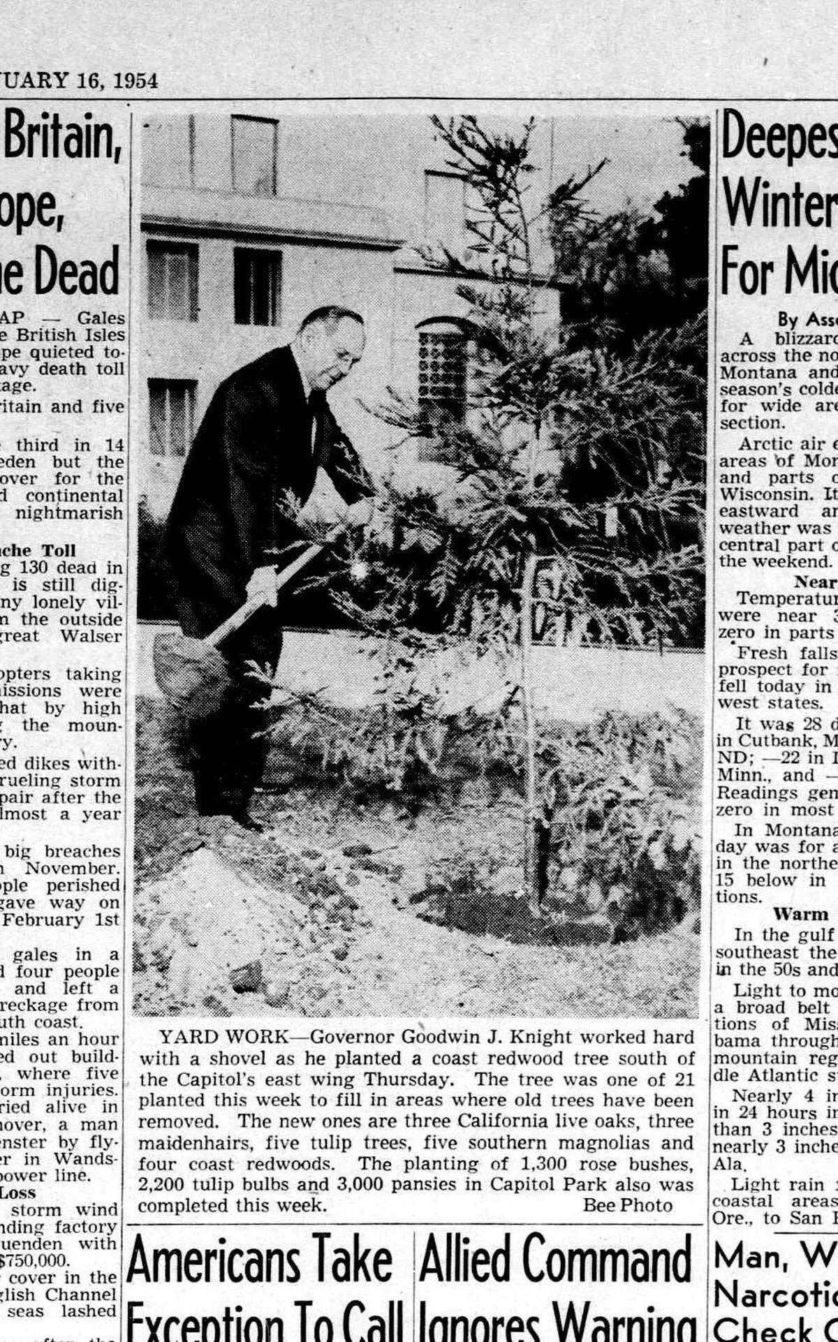 California Gov. Goodwin Knight (1953-59) adds soil to a newly planted coast redwood tree in Capitol Park east of the state Capitol building in January 1954. It was during this time that ginkgo trees were brought to the park.