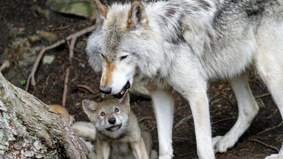 Wildlife officials released an endangered Mexican gray wolf, not the one pictured, back into the Arizona wilderness after holding her in captivity for five months.