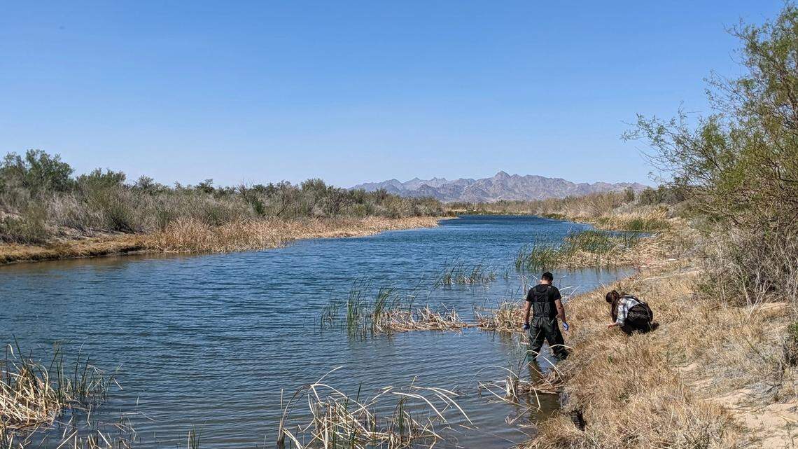 UC Riverside researchers gather samples from the Colorado River in Blythe, California. UC Riverside scientists confirmed, for the first time, that the fatal dog parasite is present in California.