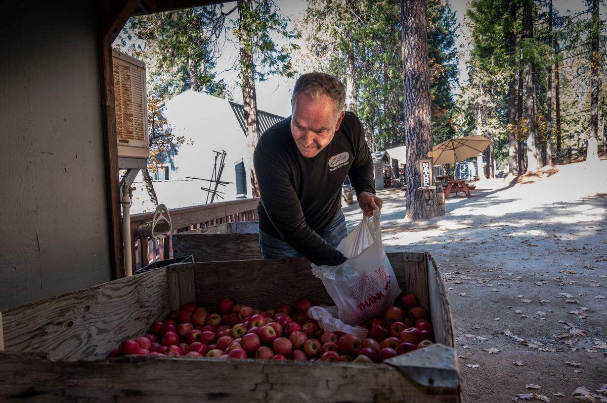 Chris Delfino, owner of Delfino Farms and Apple Hill Growers Association president, sorts apples at his farm in Camino in 2021. His parents helped start the growers association in 1964, and he and his four adult kids now run the farm in addition to their winery and bakery.