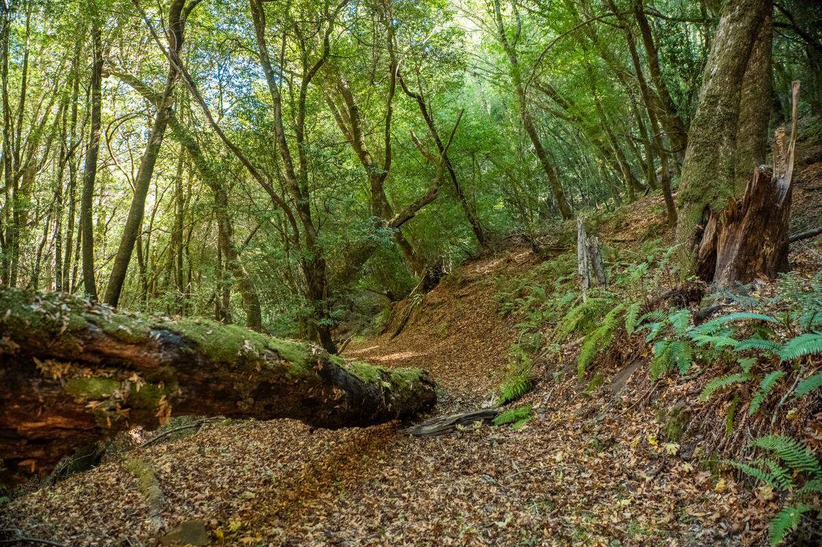 Ancient redwood groves is part of the 437 acres of the Mount Zion property north of San Francisco.