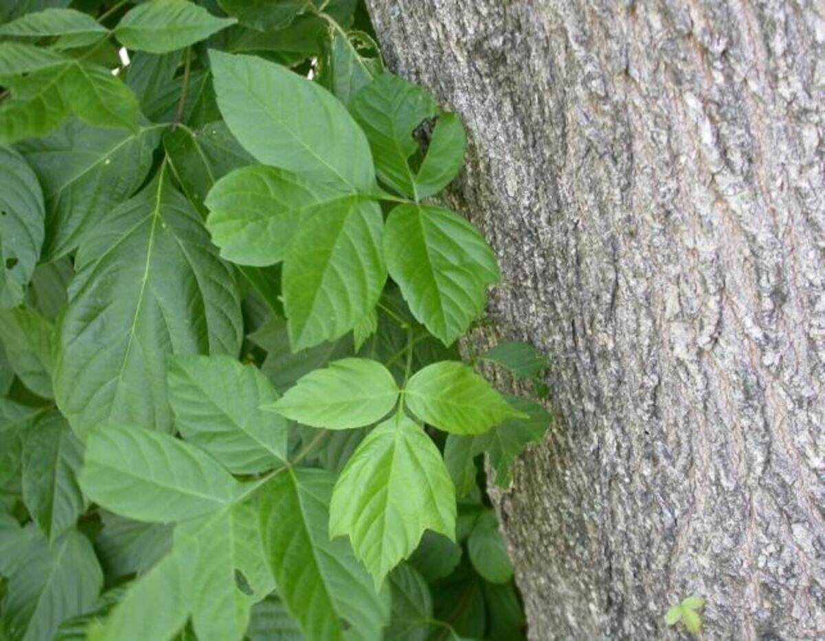 Box elder tree