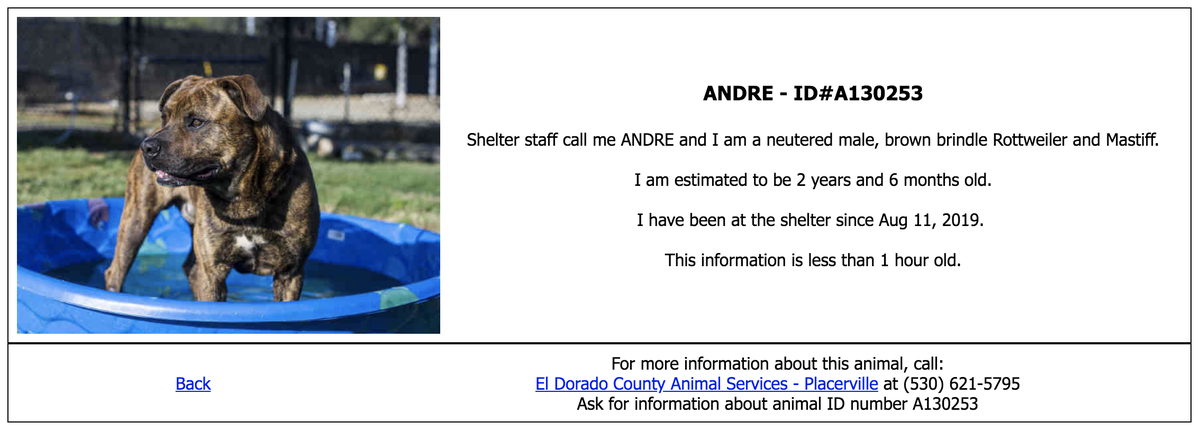 The brown Rottweiler-mastiff mix that was abandoned on the side of Highway 50 in El Dorado County last week is up for adoption, according to the El Dorado Animal Shelter. The dog is house at the county’s Placerville shelter.