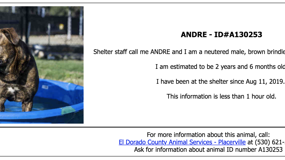 The brown Rottweiler-mastiff mix that was abandoned on the side of Highway 50 in El Dorado County last week is up for adoption, according to the El Dorado Animal Shelter. The dog is house at the county’s Placerville shelter.