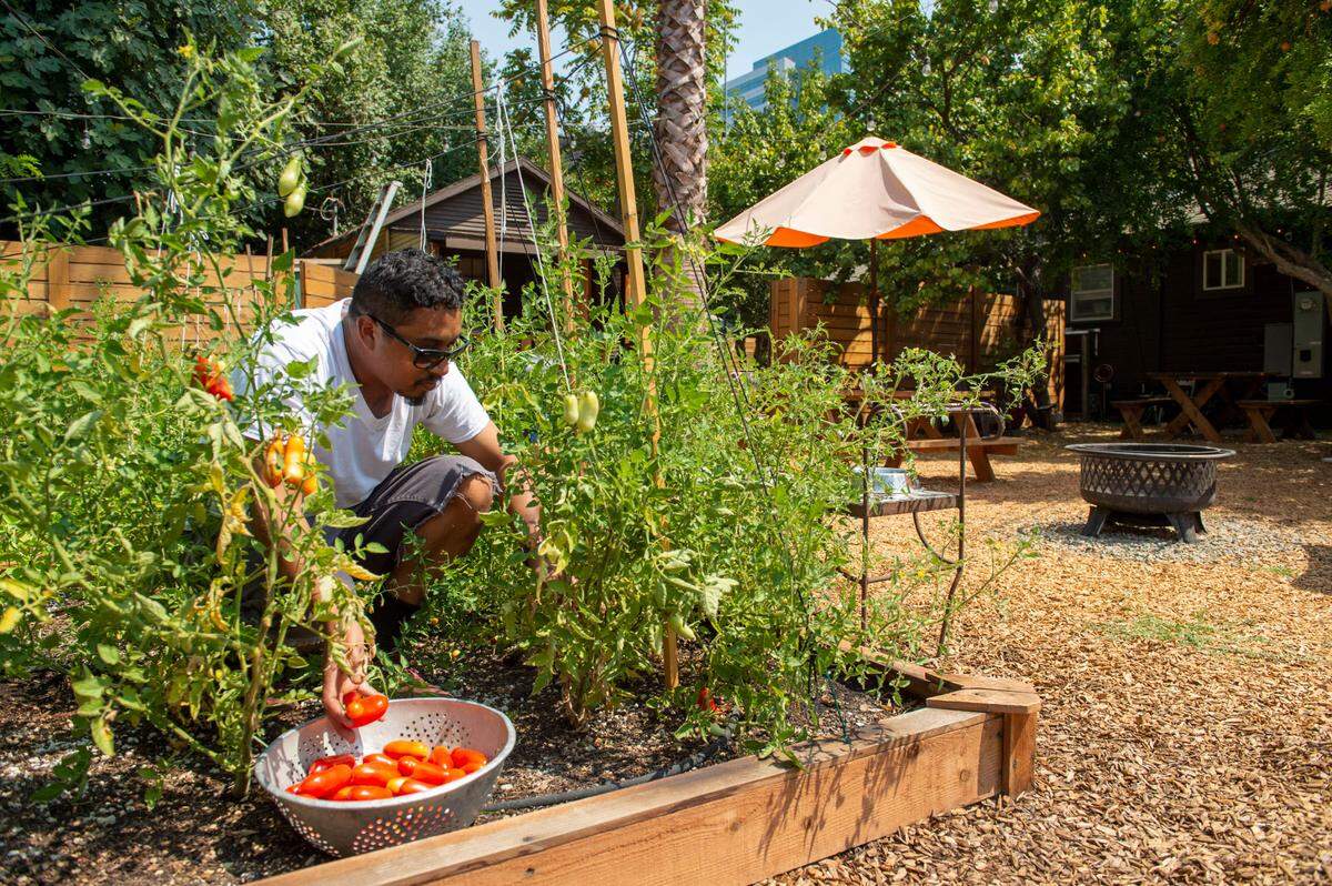 Victor Robles a cook and gardner at Tree House Cafe in West Sacramento, picks San Marzano tomatoes in the garden on Wednesday, Aug. 11, 2021. The garden fruits and vegetables grown on the patio are used in many of the dishes. The trees were grown by Bonifacio Ulatan, an immigrant from the Phillipines, and now share a bounty of figs, oranges, apples, persimmons, and pomegranates for all to enjoy.