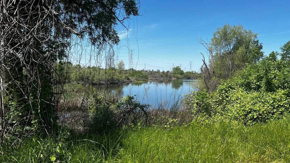 Bushy Lake restoration celebrated as home for habitat, education along American River Parkway