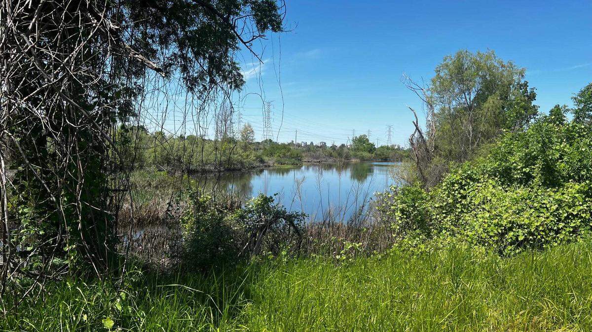Bushy Lake sits along the north banks of the American River Parkway in the shadow of Cal Expo. The 86-acre ecological habitat was brought back to life with the help of Sacramento State students.