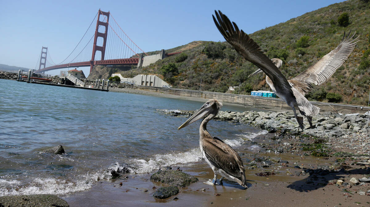 A pair of brown pelicans head for San Francisco Bay after being released at Fort Baker with the Golden Gate Bridge in the background in 2018. International Bird Rescue in San Pedro, California, has offered a reward to find out who has been slashing throat pouches of brown pelicans in Southern California.