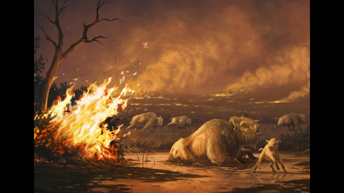 Bison were among the species of megafauna living in Southern California that rapidly went extinct about 13,000 years ago, and wildfires were likely a cause.