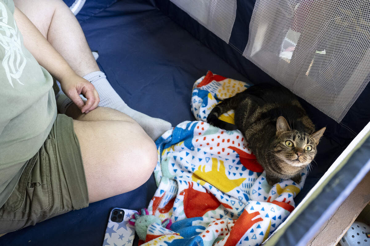 Winnie the cat looks up at guests stopping by during the NorCal Resist Cat Tour in Sacramento on Sunday, June 7, 2026.
