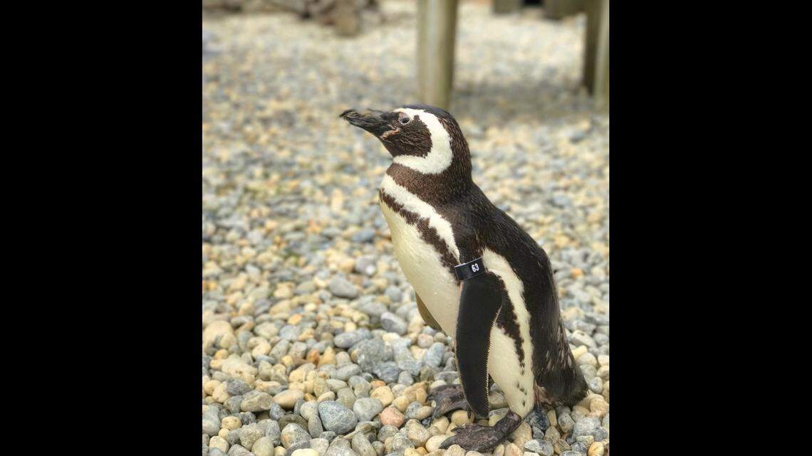 One of the oldest penguins living under human care has died at the San Francisco Zoo & Gardens. Captain EO was about 40 years old.