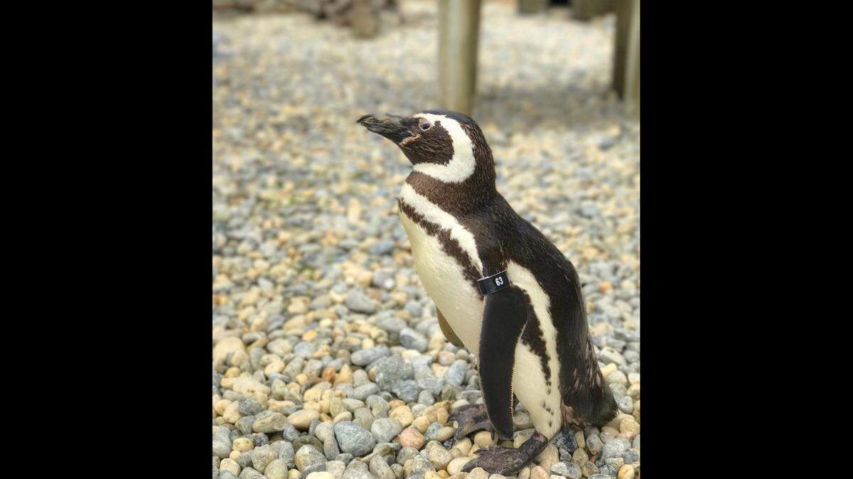 One of the oldest penguins living under human care has died at the San Francisco Zoo & Gardens. Captain EO was about 40 years old.