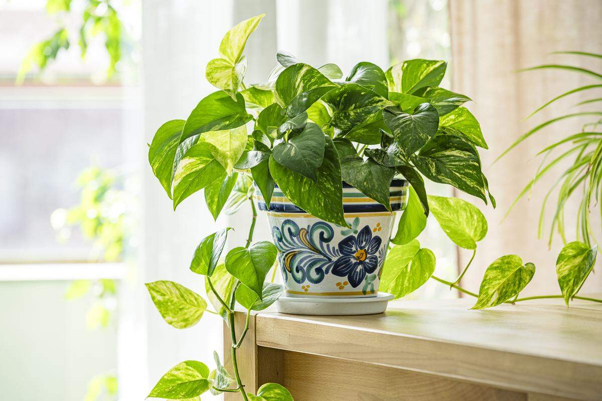 Golden Pothos