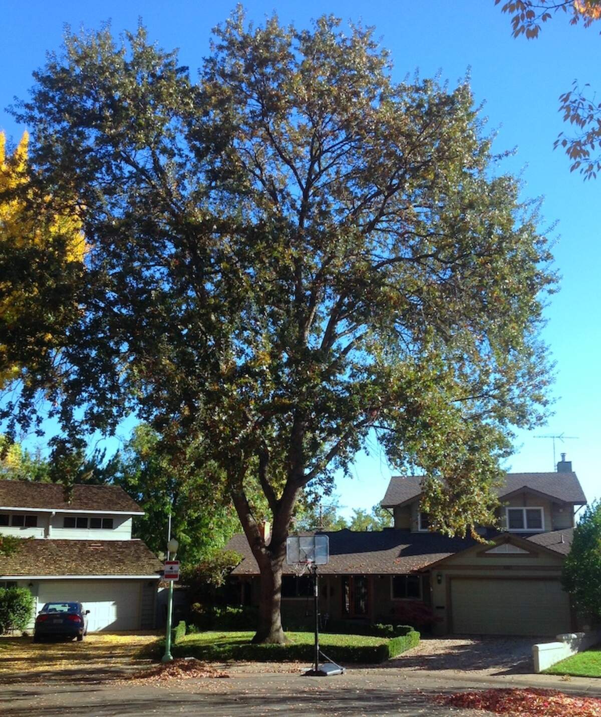 Valley Oak tree