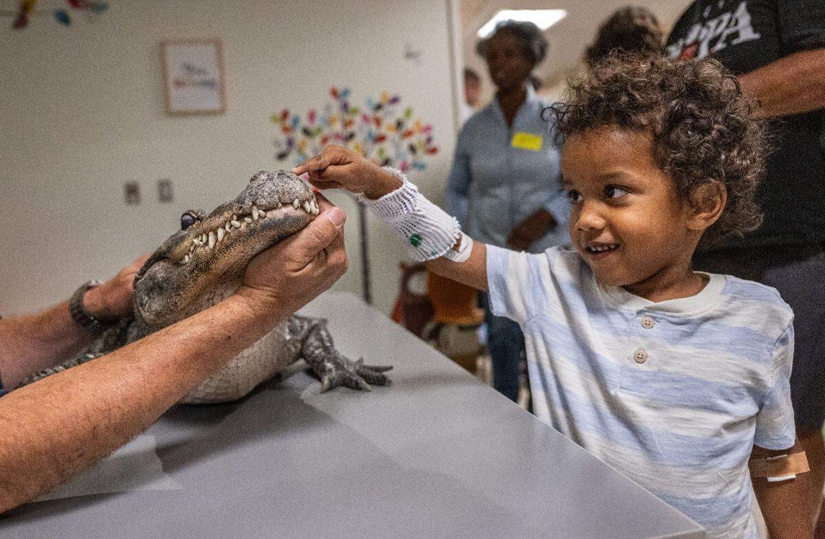 Fifth place, Feature Photo: Five-year-old Max Guerra, a Sacramento patient at Sutter Hospital in midtown, pets Spike the alligator on Thursday, May 30, 2024. “His best thing that he can do is sit still,” said hander David Jackson, who brought exotic rescue animals to meet children to educate children about wildlife conservation with rescued animals.