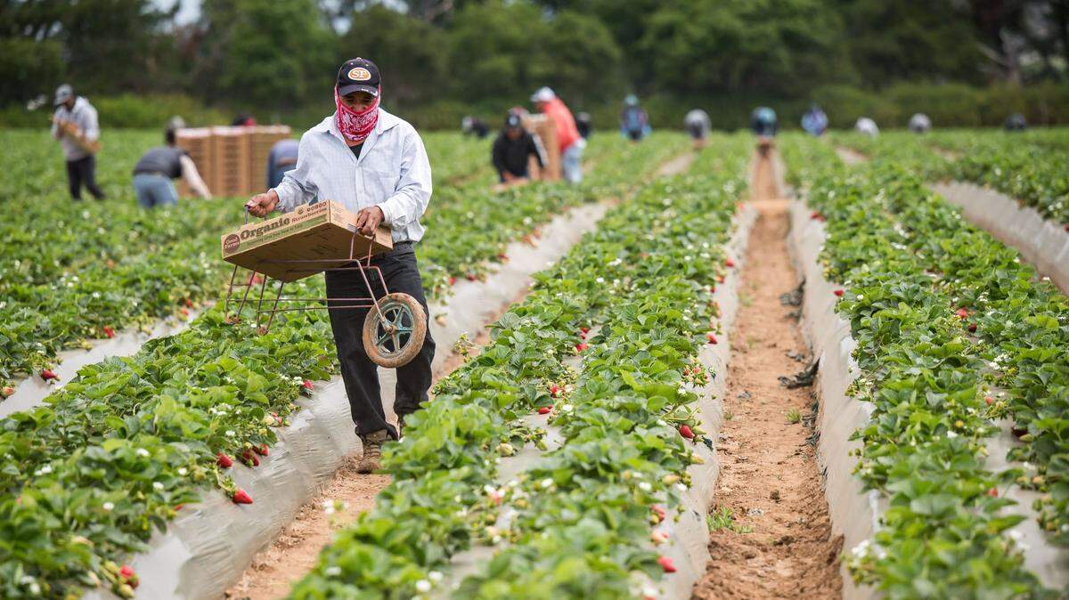 California’s COVID-19 Workplace Outreach Project focused on educating agriculture workers in the state about their rights and resources available to them. The project targeted workers in industries that often pay low wages and have heighten health and safety risks.