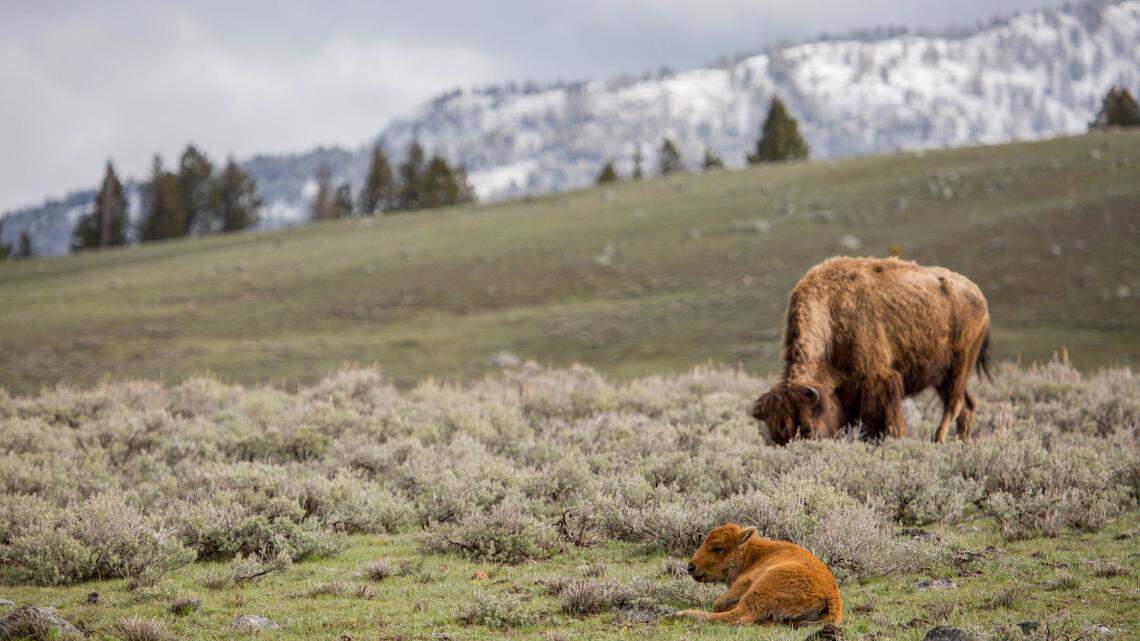 A calf (not the one pictured) was surrounded by wolves on June 10 in Yellowstone National Park. Two adult bison barreled through, saving the baby.