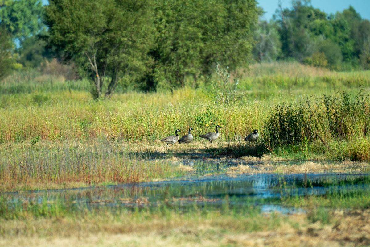 Canada geese rest on a 500-acre marsh and wetland property owned by Montna Farms in Sutter County on Aug. 22.