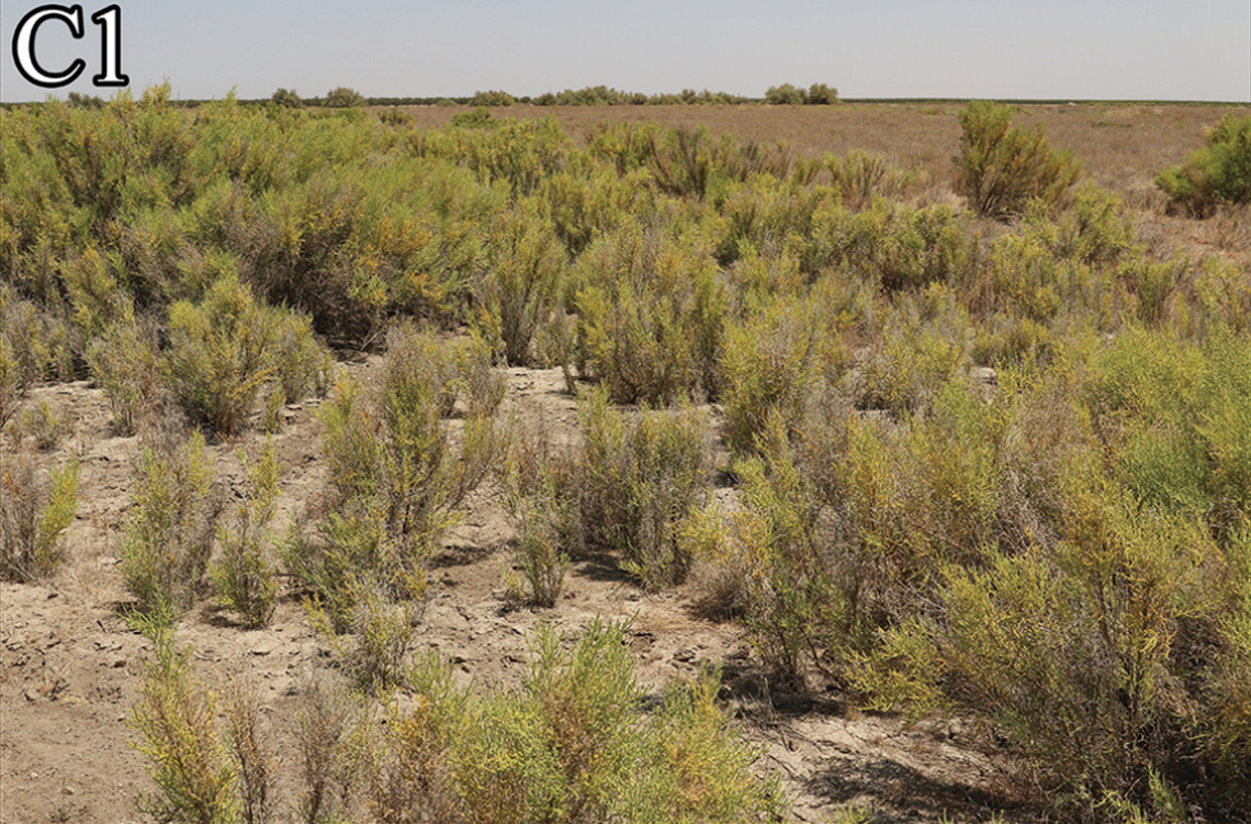 One of the locations where Paruroctonus tulare, or the Tulare Basin scorpion, was found.