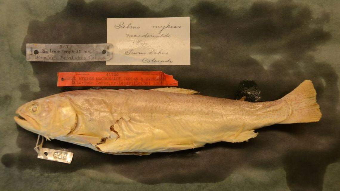 A Yellowfin cutthroat trout preserved at the Smithsonian Museum of Natural History.