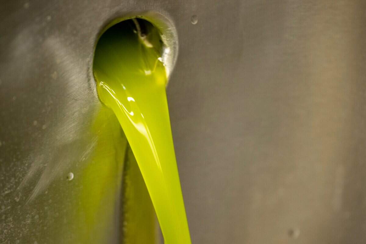 Freshly pressed olive oil is produced at Séka Hills Olive Mill & Tasting Room last week.