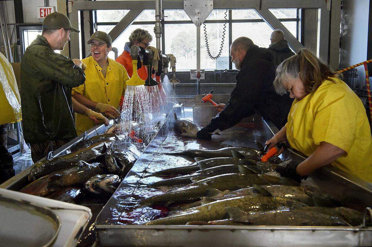 California Department of Fish and Wildlife workers harvest eggs from salmon at the Nimbus Fish Hatchery in Gold River in 2017. Visitors can watch the process this year from 8 a.m. to 10 a.m. Dec. 11 and 14 at the hatchery located at 2001 Nimbus Road in Gold River.